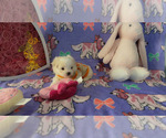 Small Photo #4 Maltese Puppy For Sale in ALTAMONTE SPRINGS, FL, USA