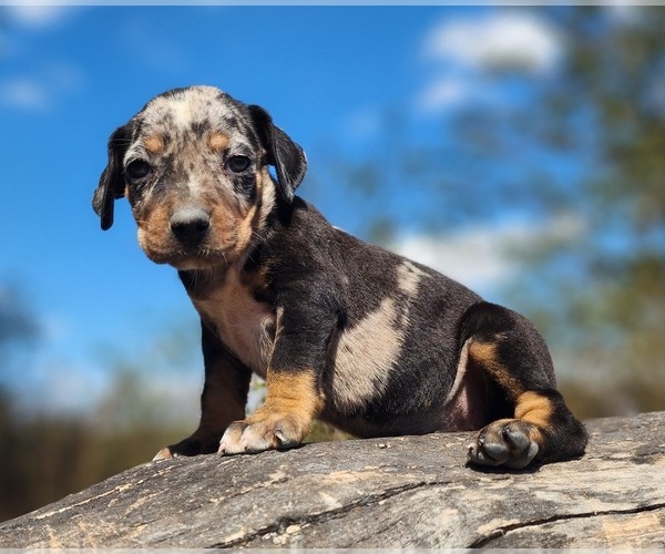 Medium Photo #1 Catahoula Leopard Dog Puppy For Sale in CUMBY, TX, USA