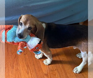 Matty - Male Beagle Dog for Adoption - Photo #5