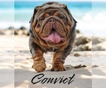 Small #10 Bulldog