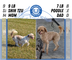 Father of the ShihPoo puppies born on 07/26/2025