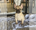 Puppy 3 French Bulldog