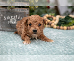 Small #1 Poodle (Miniature)