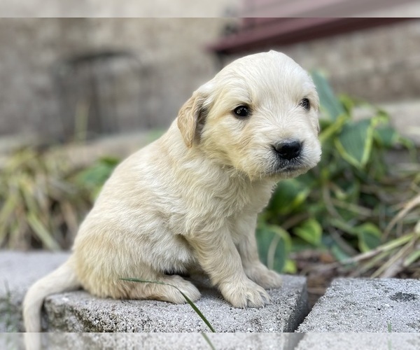 Medium Photo #6 Golden Retriever Puppy For Sale in FORDLAND, MO, USA