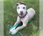 Small #1 Mutt