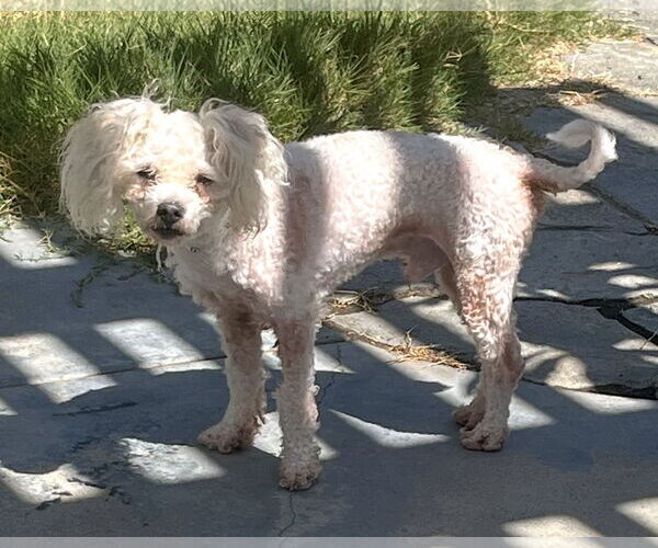 Medium Photo #3 Poodle (Miniature)-Unknown Mix Puppy For Sale in Corona, CA, USA