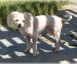 Small #2 Poodle (Miniature) Mix