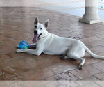 Small #1 white german shepherd Mix