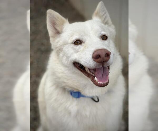 Medium Photo #2 Siberian Husky Puppy For Sale in Lodi, CA, USA