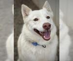 Small #1 Siberian Husky