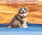 Small Photo #5 Pomsky Puppy For Sale in TAMPICO, IL, USA