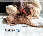 Small Photo #29 Goldendoodle (Miniature) Puppy For Sale in GASTONIA, NC, USA