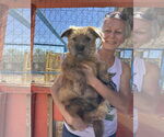 Small #3 Border Terrier