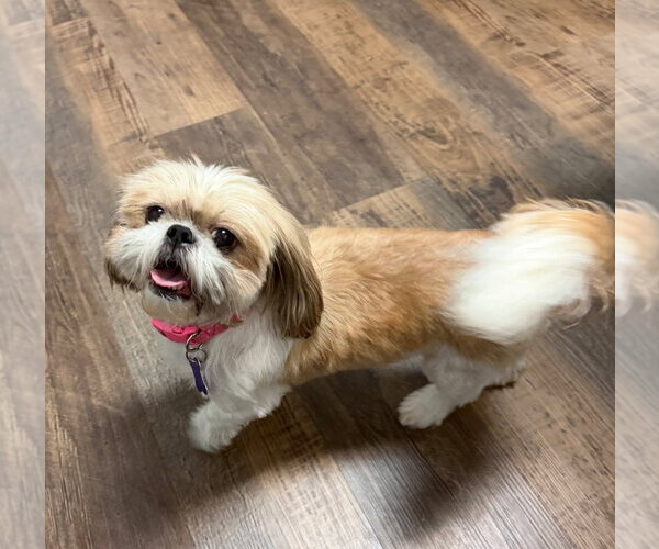 Medium Photo #3 Shih Tzu Puppy For Sale in Ellijay, GA, USA