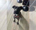 Small #2 Mutt