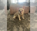 Small #3 French Bulldog