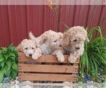 Small Photo #7 Goldendoodle-Poodle (Miniature) Mix Puppy For Sale in NORTH LIBERTY, IN, USA