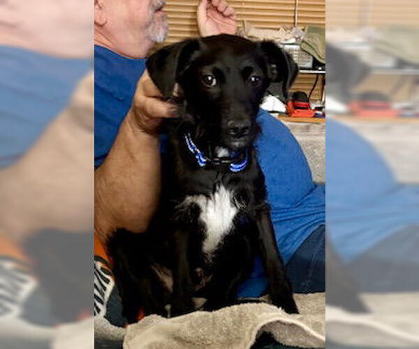 Medium Photo #3 Mutt Puppy For Sale in Mesa, AZ, USA