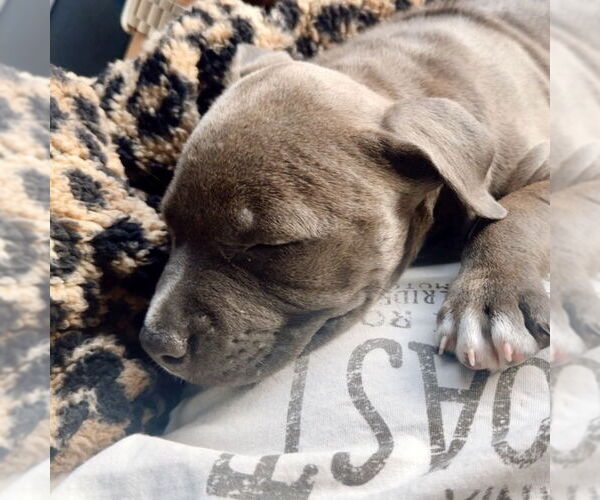 Medium Photo #1 Mutt Puppy For Sale in San Juan Capistrano, CA, USA