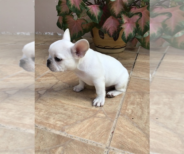 Medium Photo #4 French Bulldog Puppy For Sale in AVON PARK, FL, USA