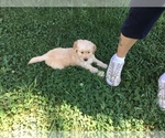 Small Photo #4 Golden Retriever Puppy For Sale in MATTAPOISETT, MA, USA