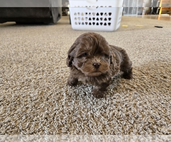 Medium Photo #11 ShihPoo Puppy For Sale in CARLYLE, IL, USA