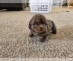 Small #10 ShihPoo