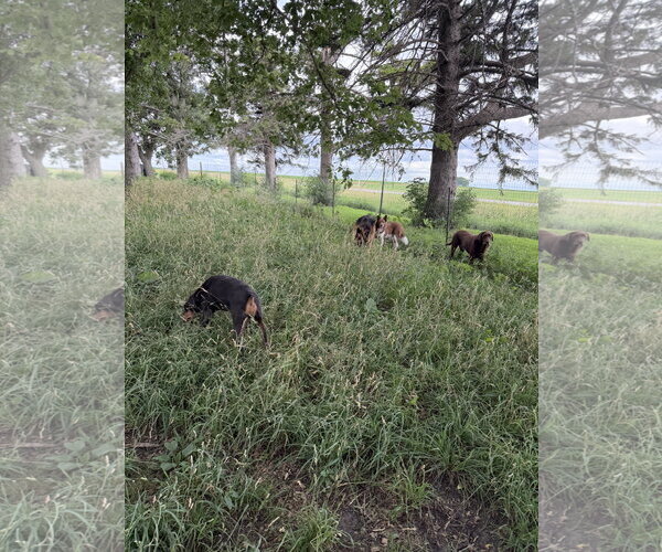 Medium Photo #5 Doberman Pinscher Puppy For Sale in Buffalo, MN, USA