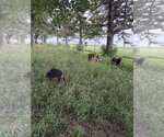 Small #4 Doberman Pinscher