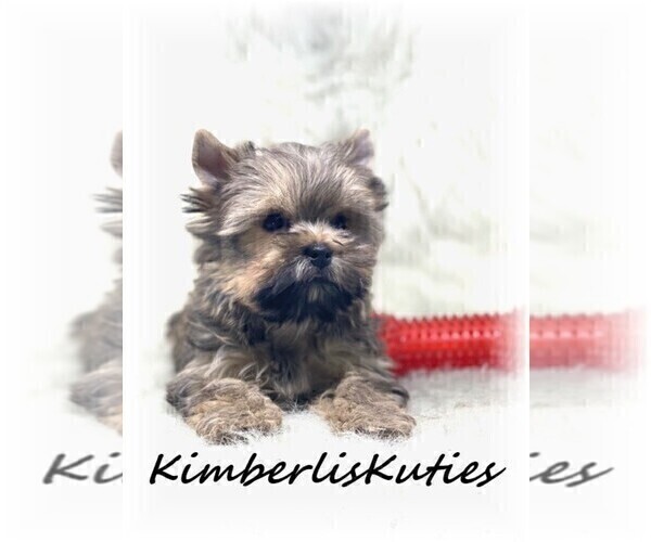 Medium Photo #2 Yorkshire Terrier Puppy For Sale in LIPAN, TX, USA