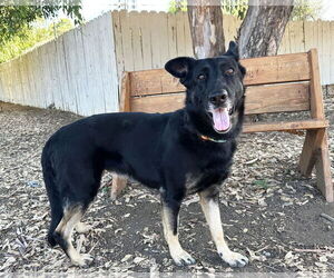 German Shepherd Dog Dogs for adoption in San Diego, CA, USA