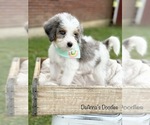 Small Photo #8 Bernedoodle (Miniature) Puppy For Sale in FLATWOODS, KY, USA
