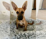 Small #6 Feist Terrier-Whippet Mix