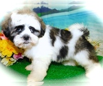 Small Photo #1 Shih Tzu Puppy For Sale in HAMMOND, IN, USA