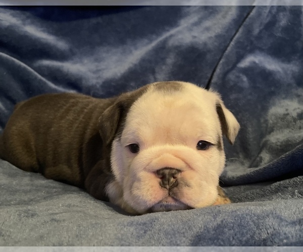 Medium Photo #1 English Bulldog Puppy For Sale in RICHMOND, VA, USA