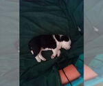 Small #6 Beagle