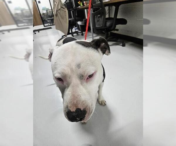 Medium Photo #1 Mutt Puppy For Sale in Temple, TX, USA