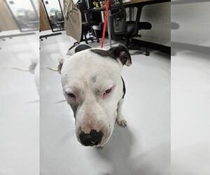 Mutt Dogs for adoption in Temple, TX, USA