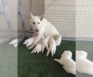 Mother of the German Shepherd Dog puppies born on 04/07/2025