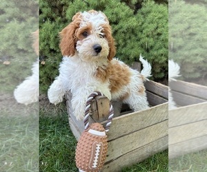 Cavapoo Dog for Adoption in MIDDLEBURY, Indiana USA