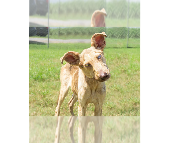 Medium Photo #1 Mutt Puppy For Sale in Abbeville, LA, USA
