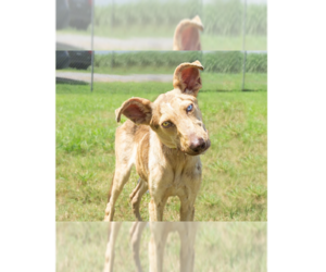 Mutt Dogs for adoption in Abbeville, LA, USA