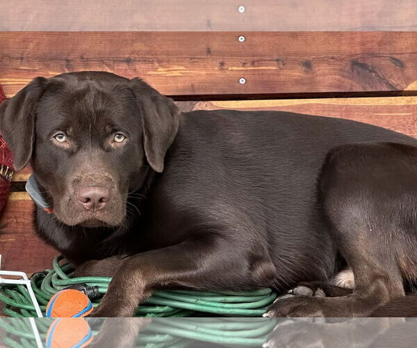 Medium Photo #1 Labrador Retriever Puppy For Sale in Warrington, PA, USA