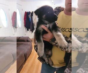 German Shepherd Dog Puppy for Sale in HIDDENITE, North Carolina USA