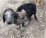 Small #30 Bluetick Coonhound Mix
