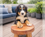Small #3 Bernese Mountain Dog