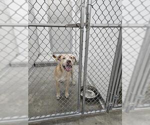 Labrador Retriever-Unknown Mix Dogs for adoption in Temple, TX, USA