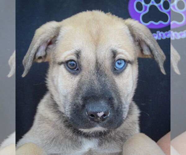 Medium Photo #7 Catahoula Leopard Dog-Labrador Retriever Mix Puppy For Sale in Huntley, IL, USA