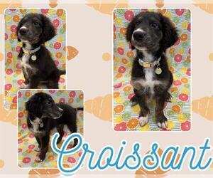 Irish Setter-Unknown Mix Dogs for adoption in Pearland, TX, USA