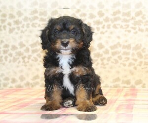 Miniature Bernedoodle Puppy for sale in DENVER, PA, USA